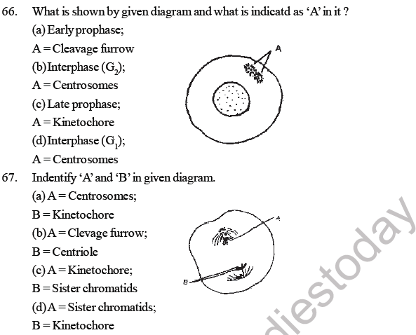 NEET Biology Cell Cycle MCQs Set A, Multiple Choice Questions for Cell Cycle